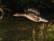 geese-348076640
